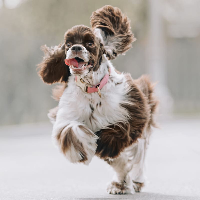 Veterinary Dentistry in Statesboro Vet