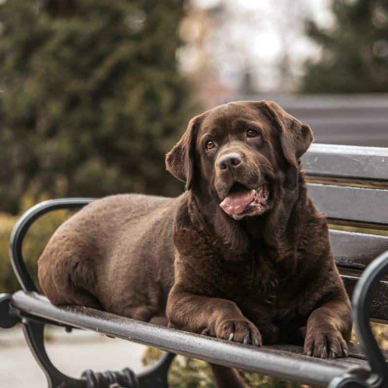 Geriatric dog at Statesboro