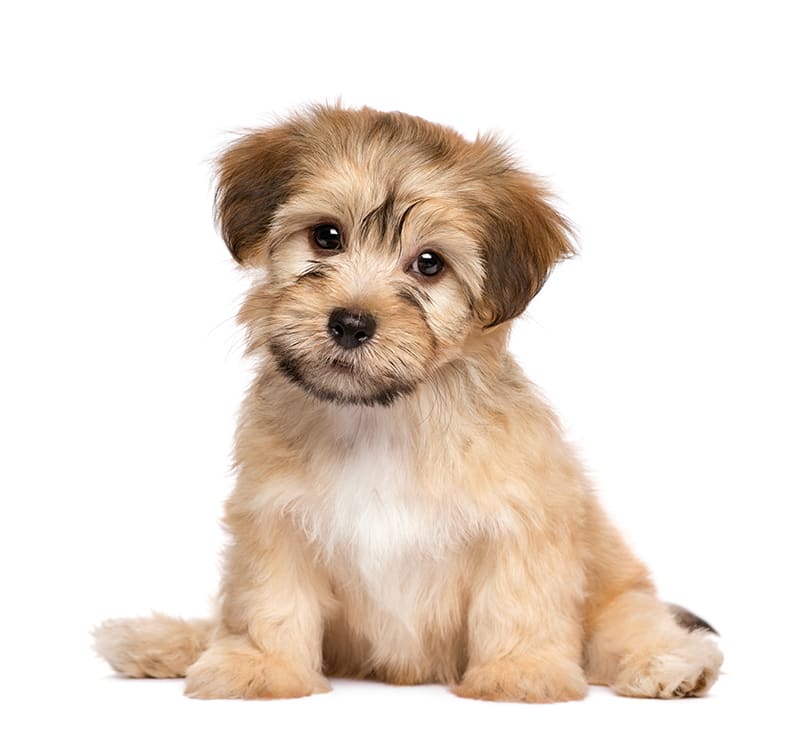 Puppy, Statesboro Bulloch Regional Veterinary Hospital